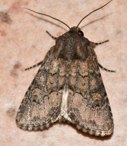 Réf. 308 567 : Luperina testacea